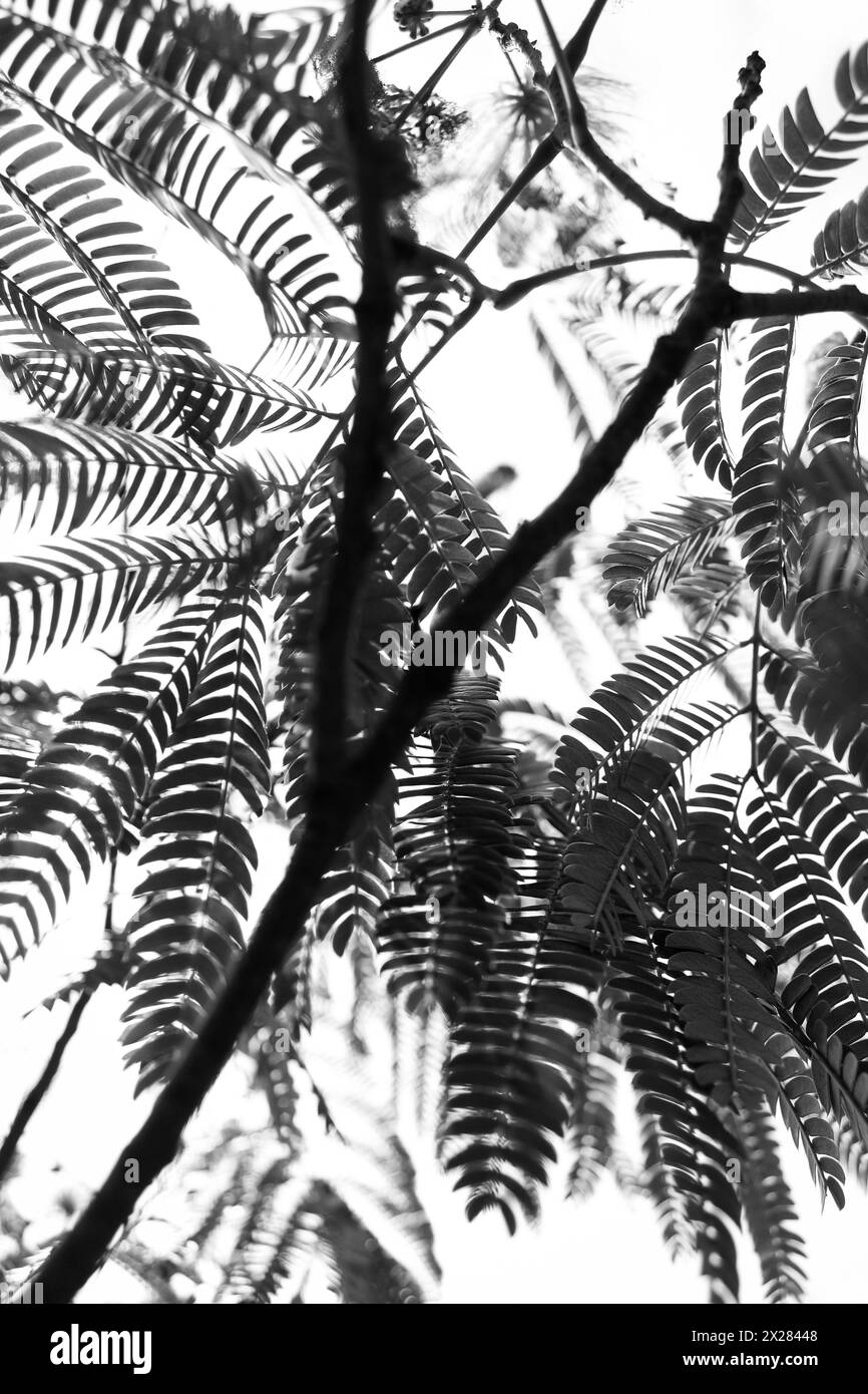 Vue arrière des branches et des feuilles. Banque D'Images