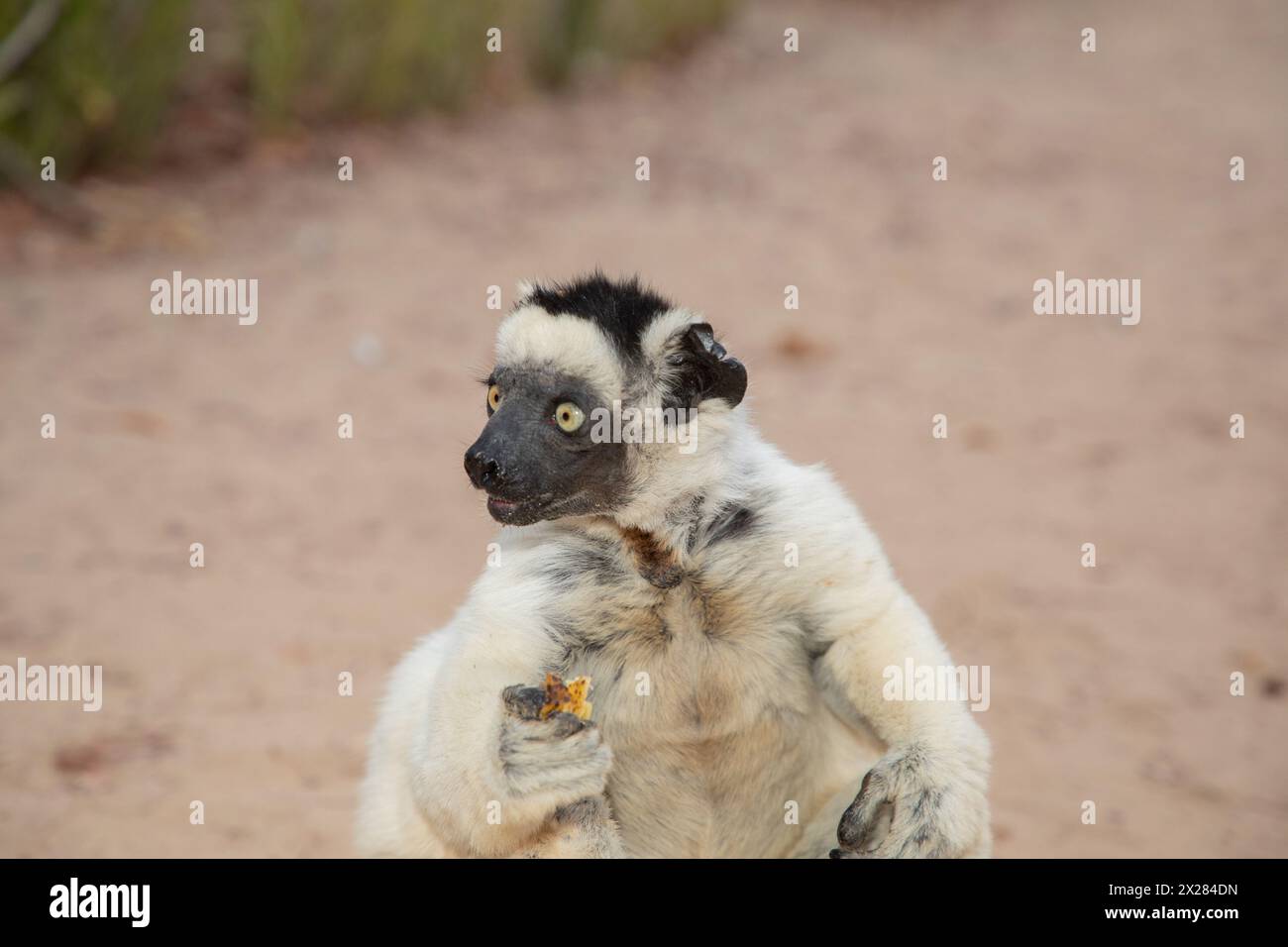 Sifaka blanc de Verreaux avec tête sombre sur la faune de l'île de Madagascar. primate mignon et curieux avec de grands yeux. Célèbre lémurien dansant Banque D'Images