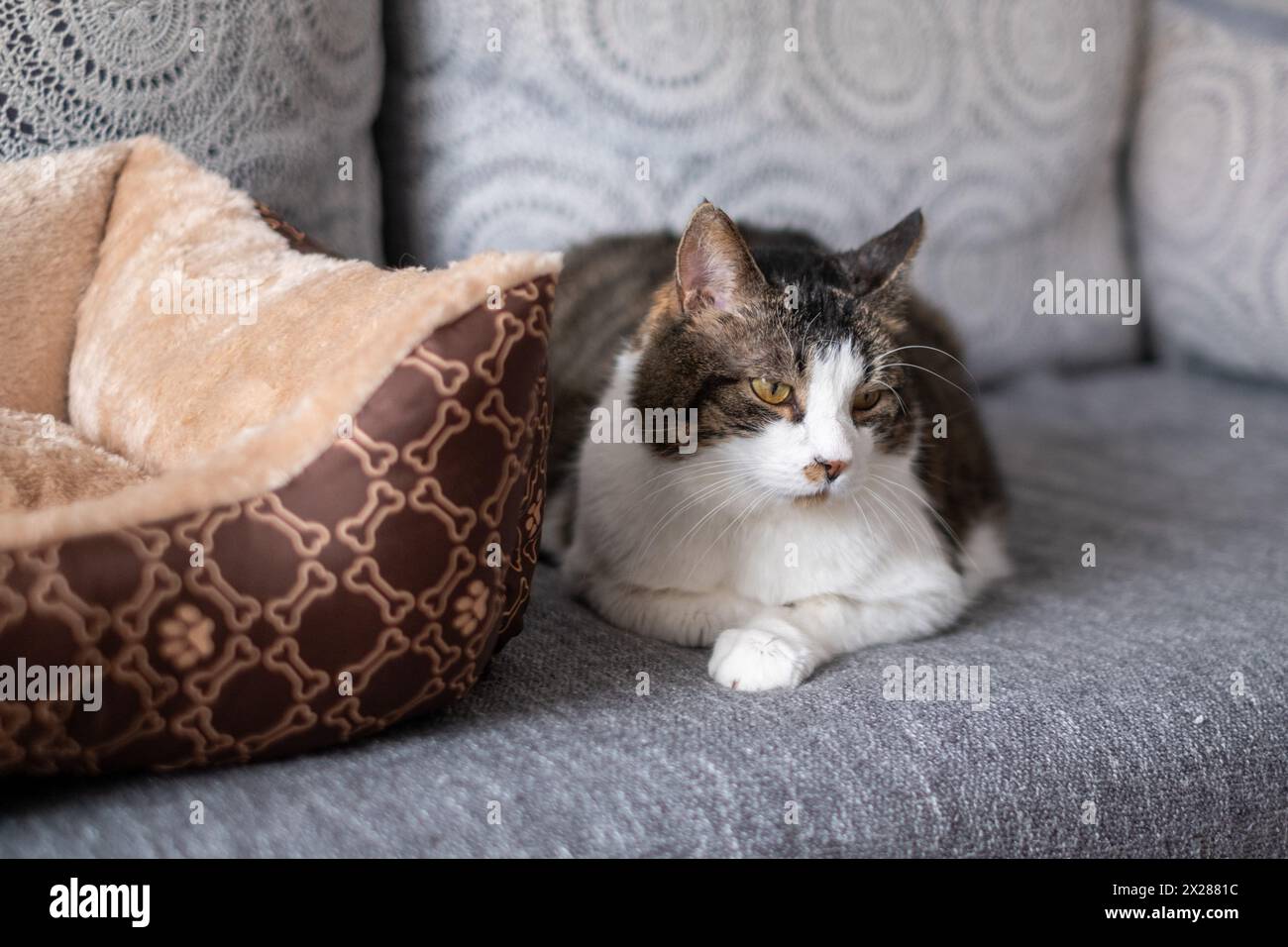Chat blanc et brun avec une expression réfléchie couché à côté d'un lit de chat moelleux sur un canapé gris. Photo de haute qualité Banque D'Images