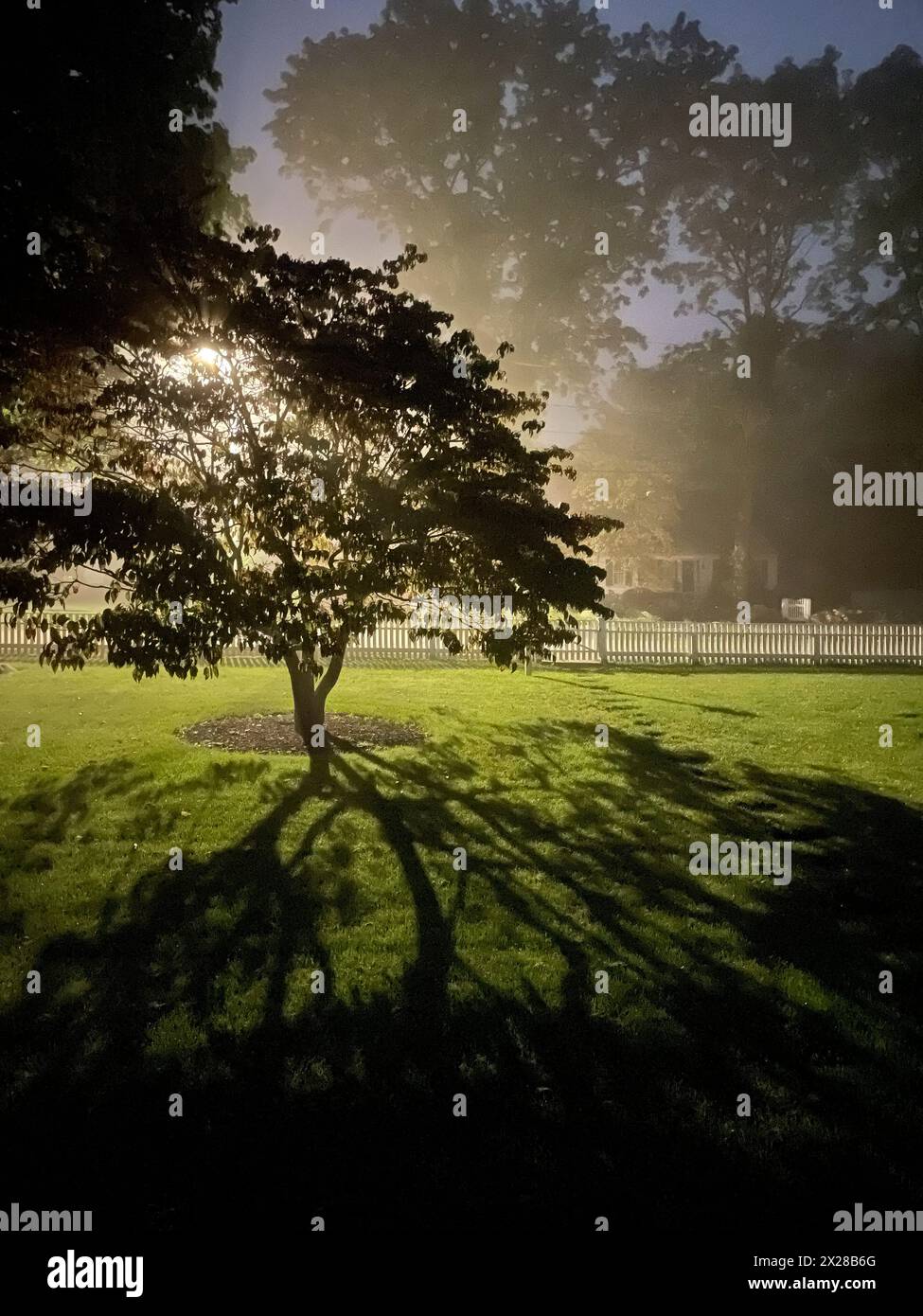 Lumière de rue projetant de l'ombre sur la pelouse à travers un arbre Banque D'Images