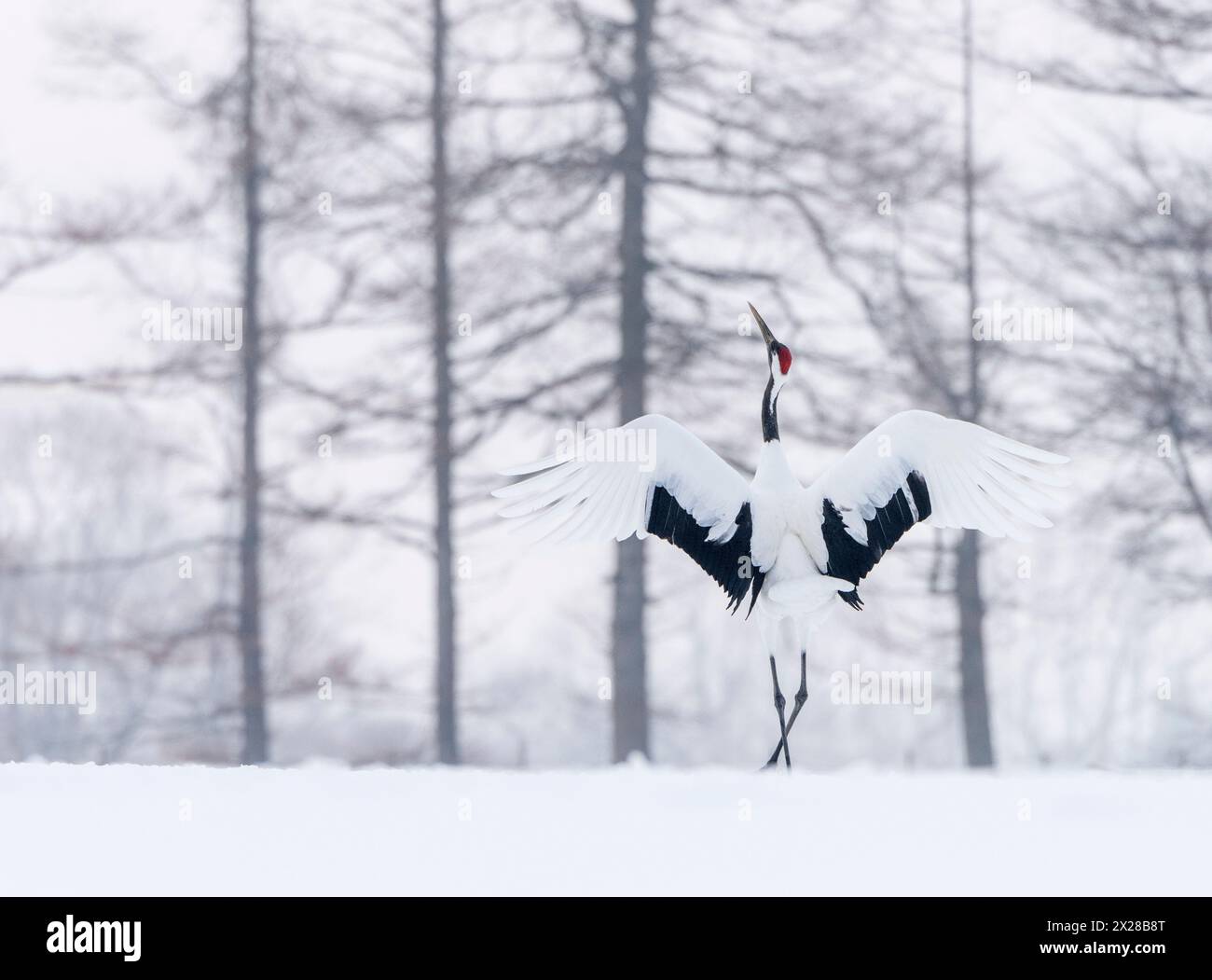 Grue japonaise couronnée rouge dansant dans la neige avec fond de paysage hivernal Banque D'Images