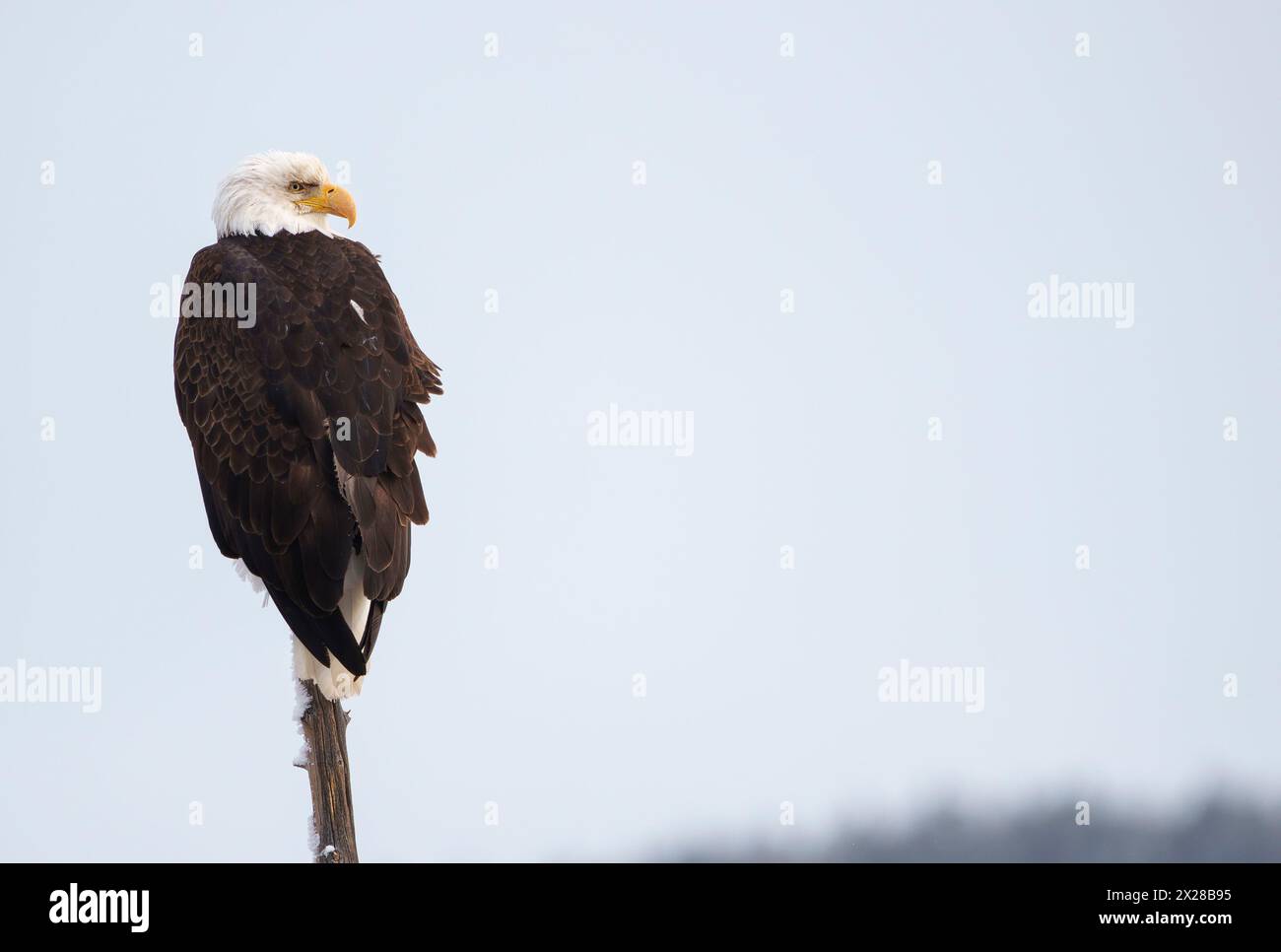 Aigle chauve perché sur une souche dans le parc national de Yellowstone, espace pour copie sur la droite Banque D'Images