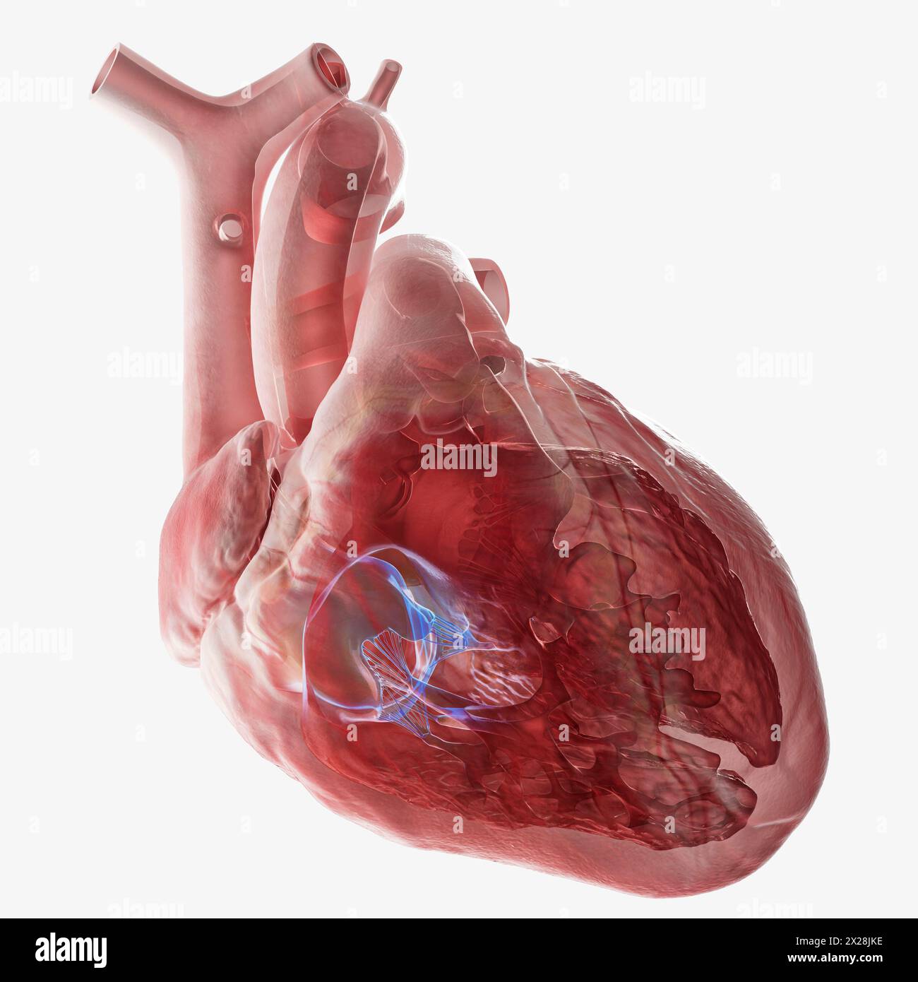 Valvule tricuspide cardiaque humain, illustration Banque D'Images