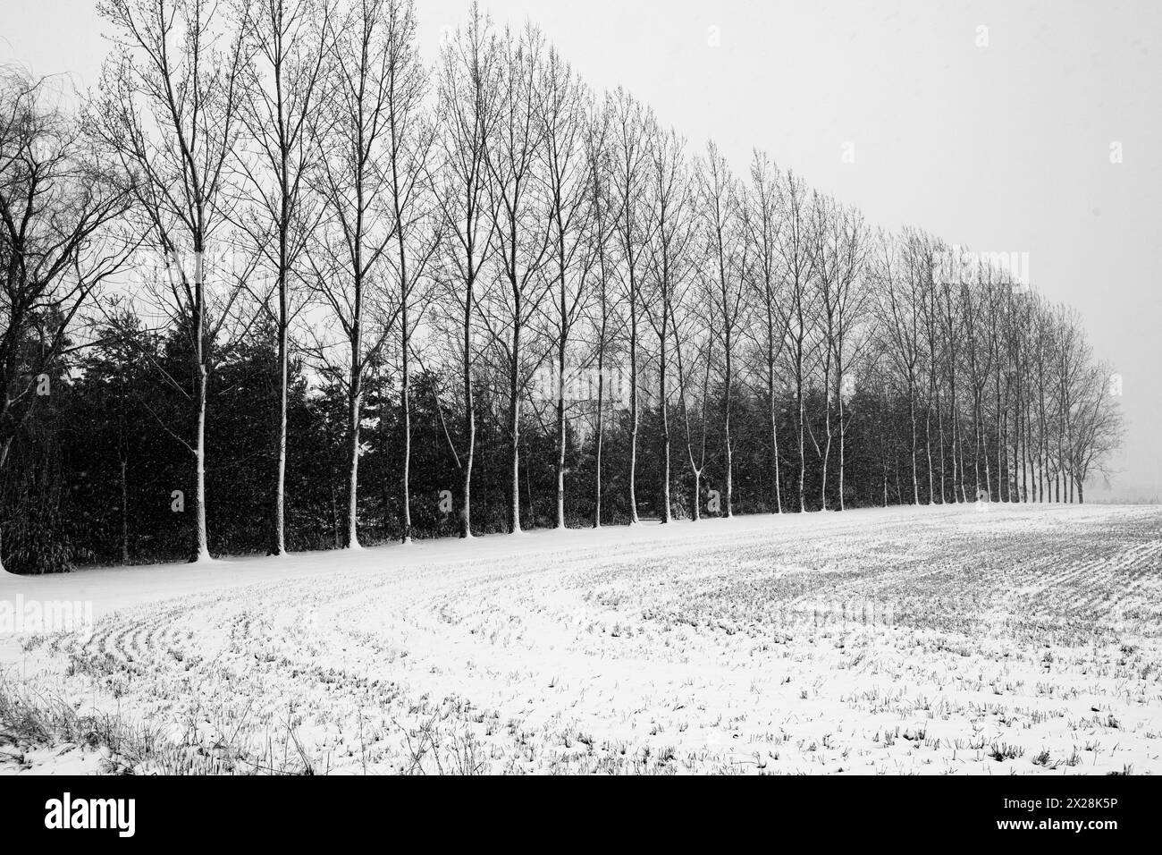 Rangée d'arbres couverts de neige dans le Wisconsin en noir et blanc Banque D'Images
