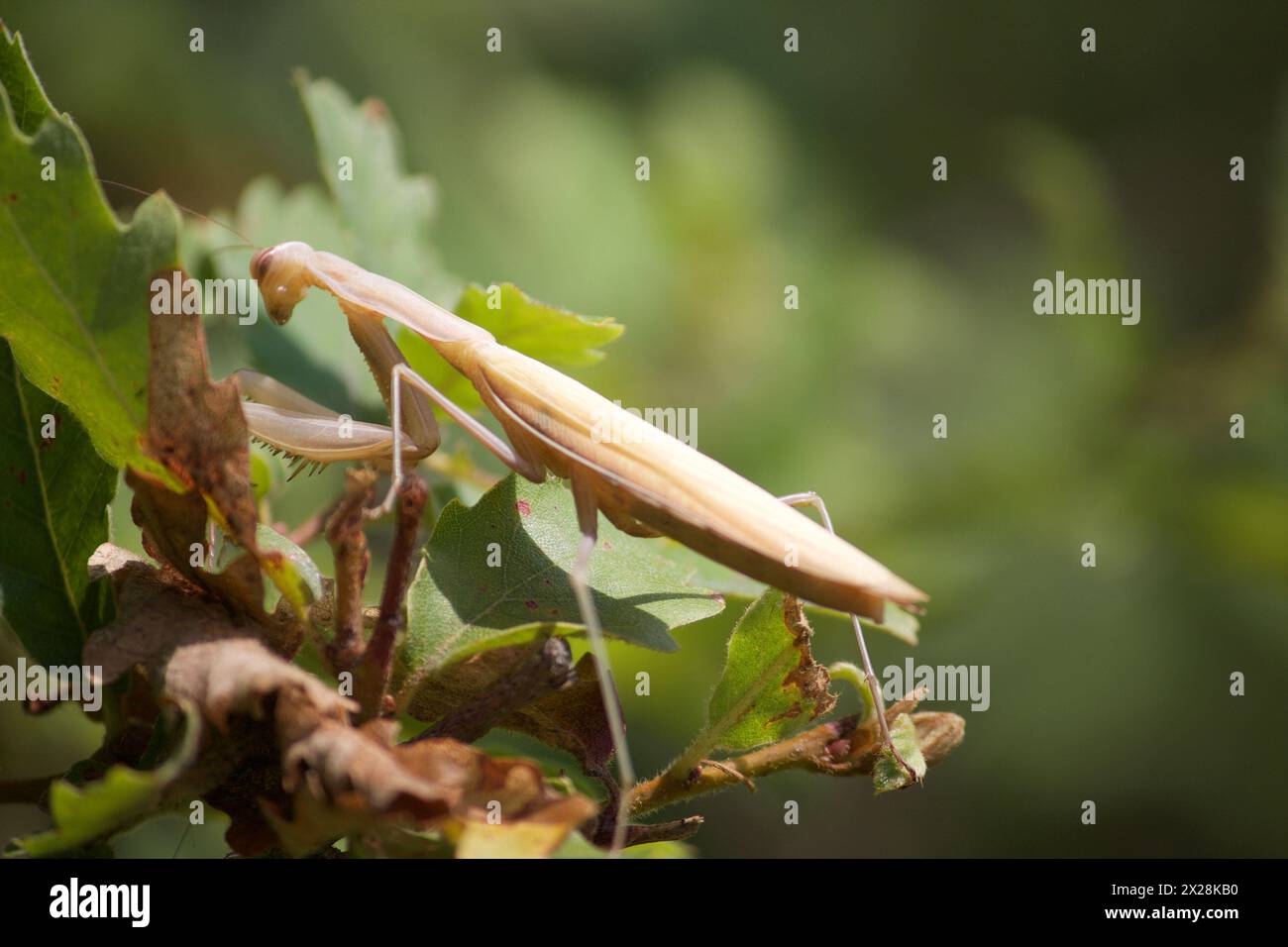 Mantis priant européen Banque D'Images