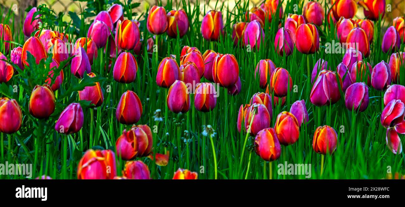 Un champ de tulipes au petit matin. Banque D'Images