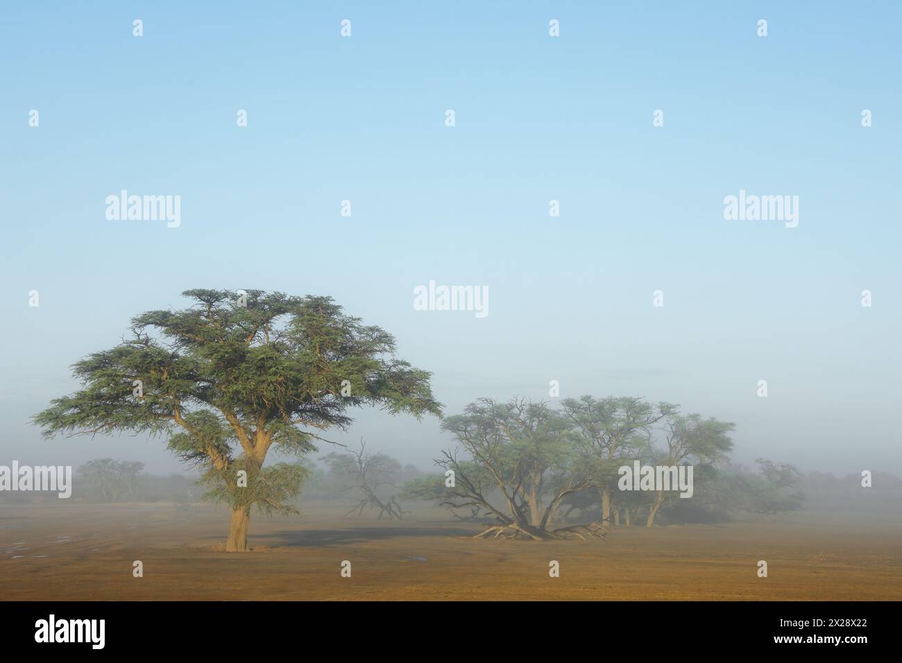 Paysage pittoresque avec arbres en brume, désert de Kalahari, Afrique du Sud Banque D'Images