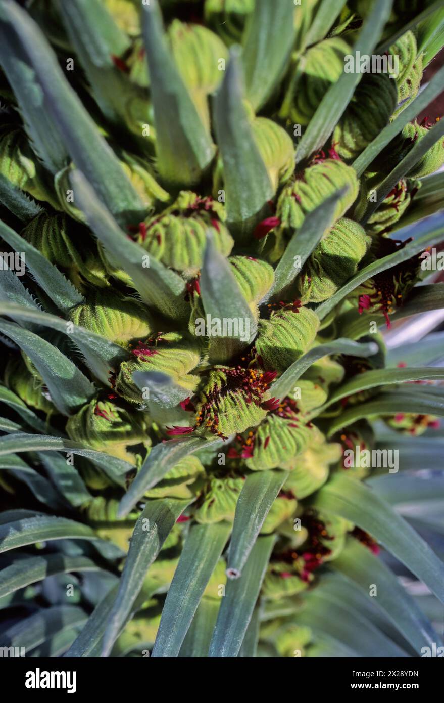 Argyroxiphium est un petit genre de plantes de la famille des Asteraceae. Banque D'Images