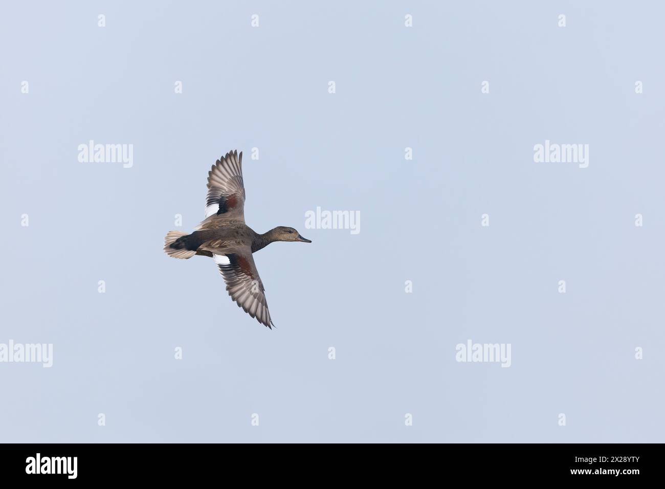 Gadwall Anas strepera, vol masculin adulte, réserve naturelle RSPB Minsmere, Suffolk, Angleterre, avril Banque D'Images