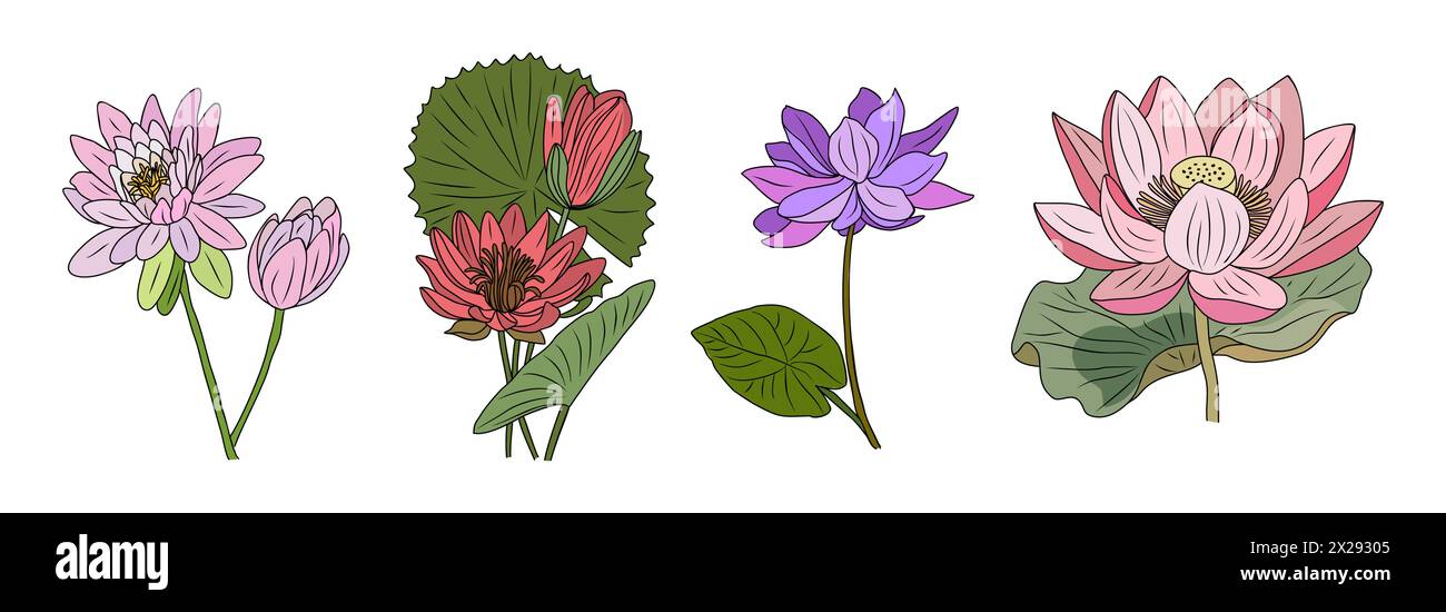 Lotus, dessin vectoriel coloré de fleur de nénuphar. Illustration de Vecteur