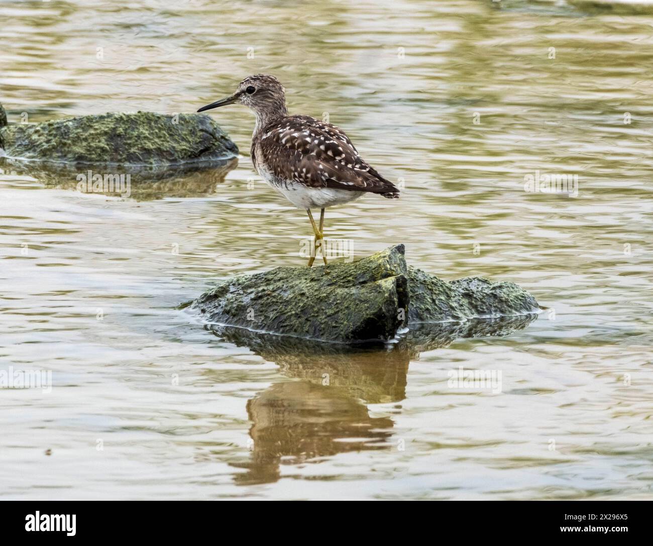 Bois Sandpiper (Tringa glareola), Agia Varvara, Chypre. Banque D'Images