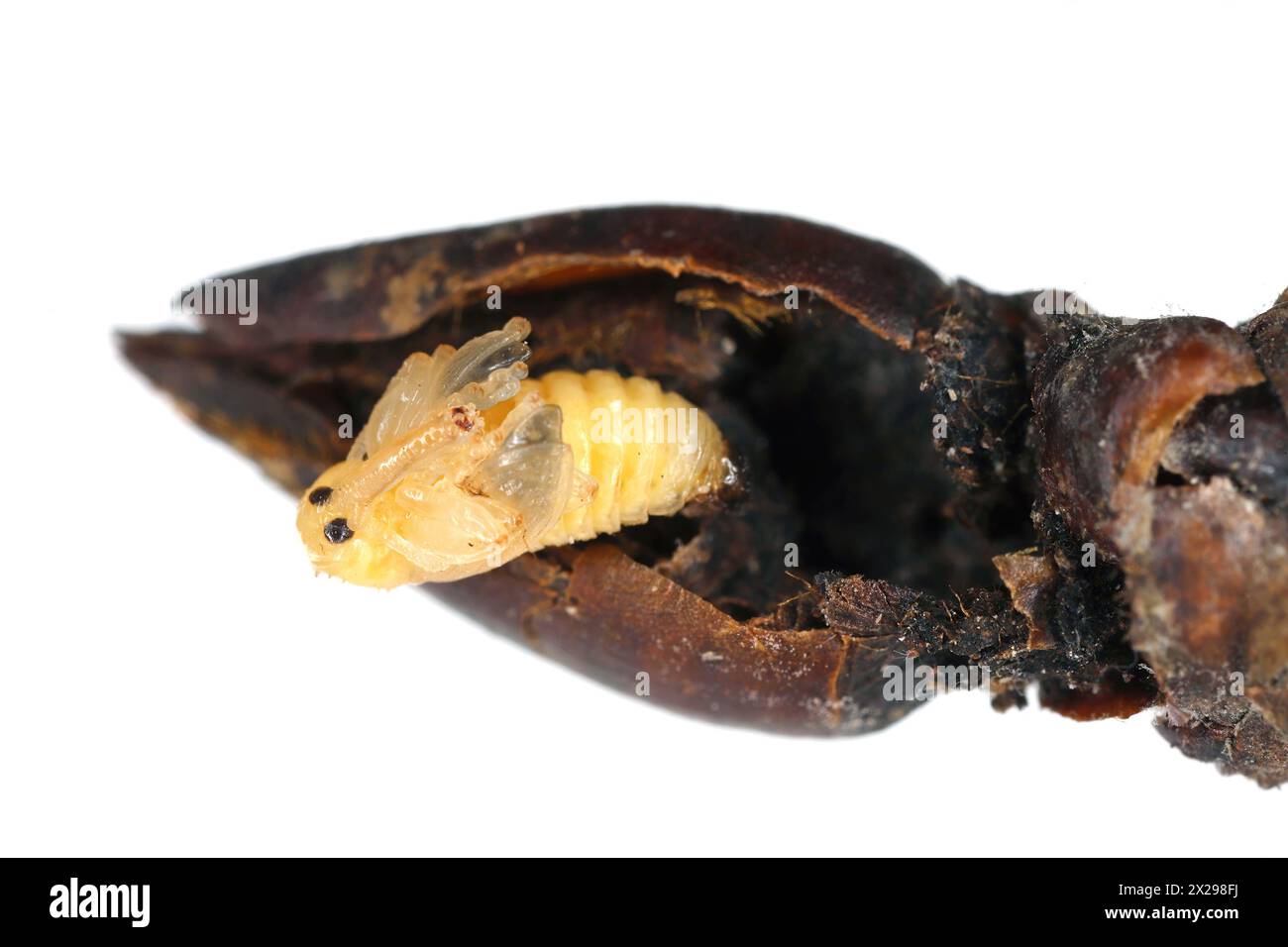 Charançon de poire ou charançon de fleur de poire (Anthonomus piri). Un ravageur des poiriers qui détruit les bourgeons. Pupa enlevé du bourgeon de fleur du poire. Banque D'Images