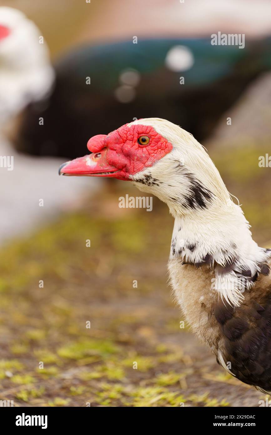 Le canard de Barbarie aux plumes noires et blanches se dresse gracieusement, mettant en valeur son bec rouge vif dans un cadre de ferme. Photo verticale Banque D'Images