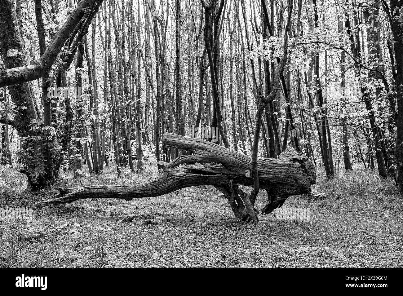Brighton UK - Une tempête a endommagé un arbre tombé Stanmer Park Great Wood juste au nord de Brighton par un matin ensoleillé après de récentes tempêtes : crédit Simon Dack Banque D'Images