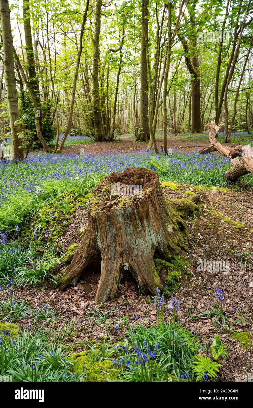 Brighton UK 20 avril 2024 - Stanmer Park Great Wood juste au nord de Brighton par un matin ensoleillé: Banque D'Images