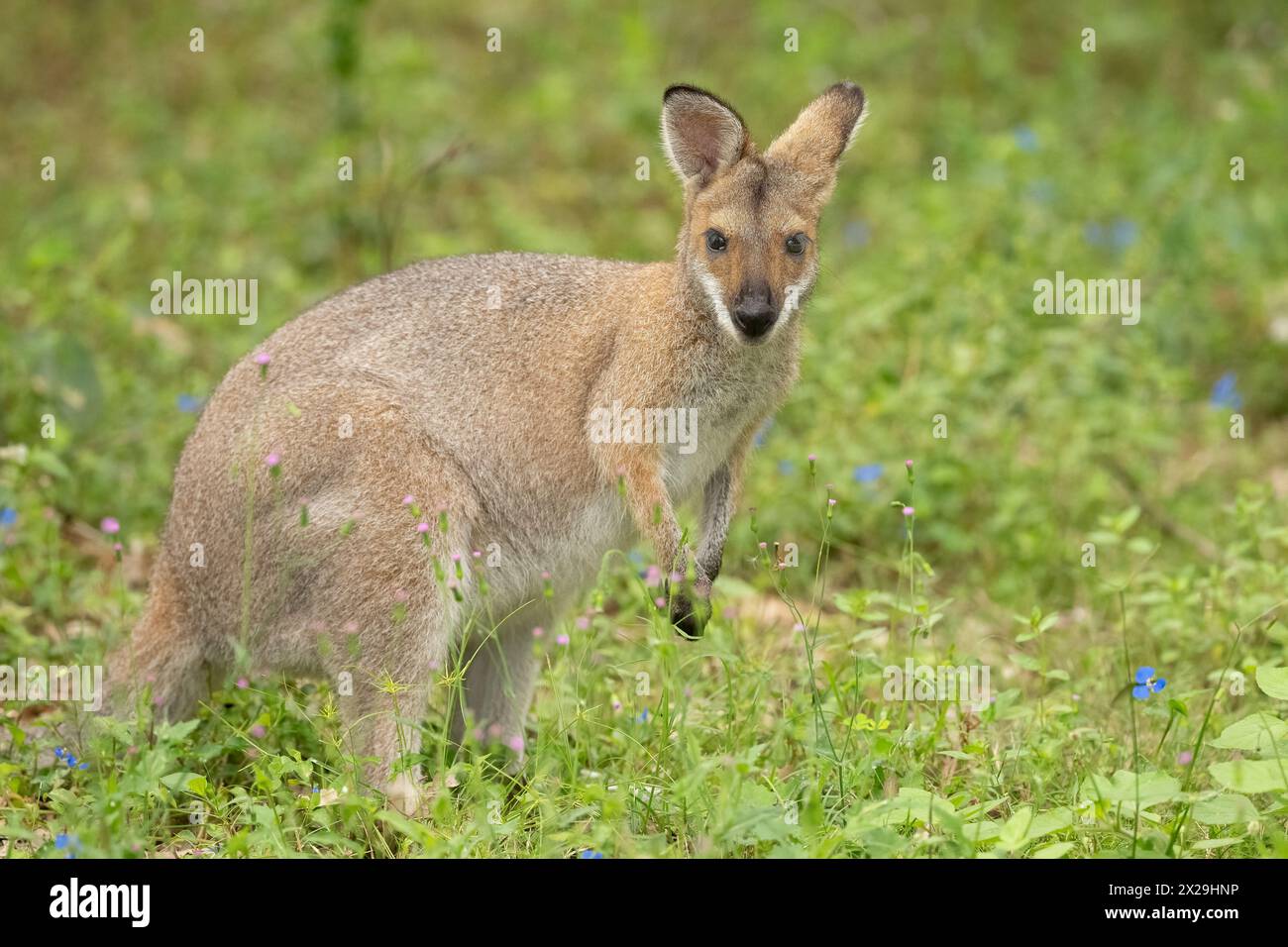 Wallaby à cou rouge (Notamacropus rufogriseus) Bennetts wallaby marsupial de taille moyenne trouvé dans les parties orientales de l'Australie Banque D'Images