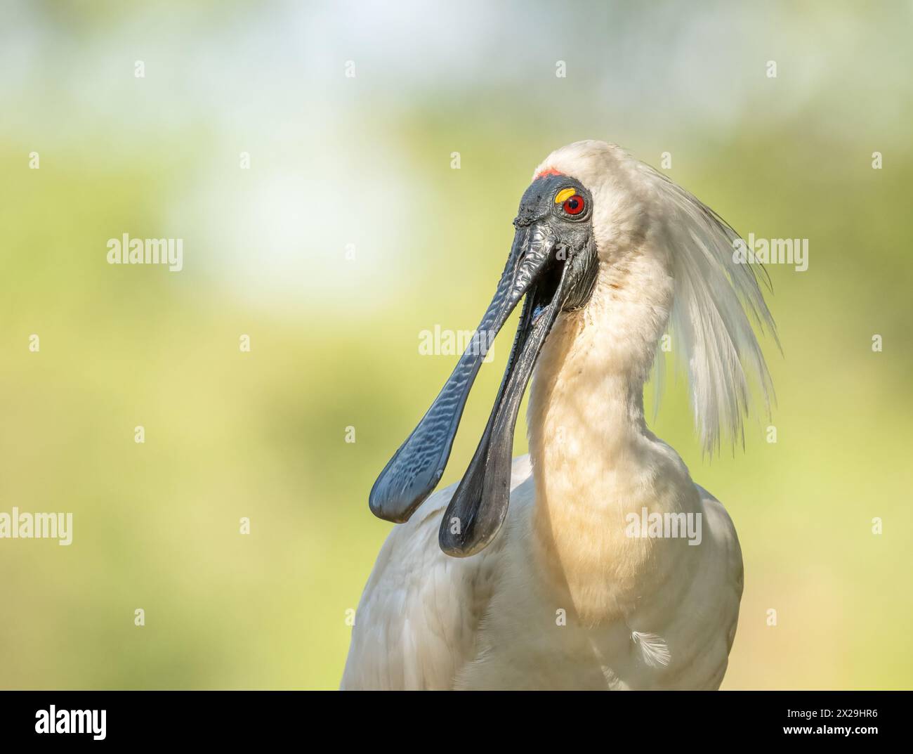 Royal Spoonbill ( Platalea regia) en couleurs d'élevage rouge oeil jaune couvercle long bec en forme de cuillère noire. Banque D'Images