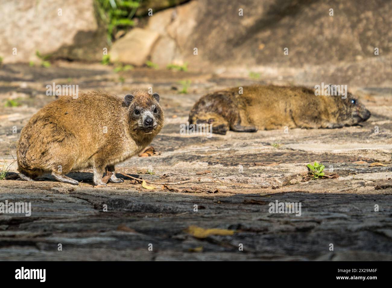 Hyrax de roche dans le Serengeti, Tanzanie Banque D'Images