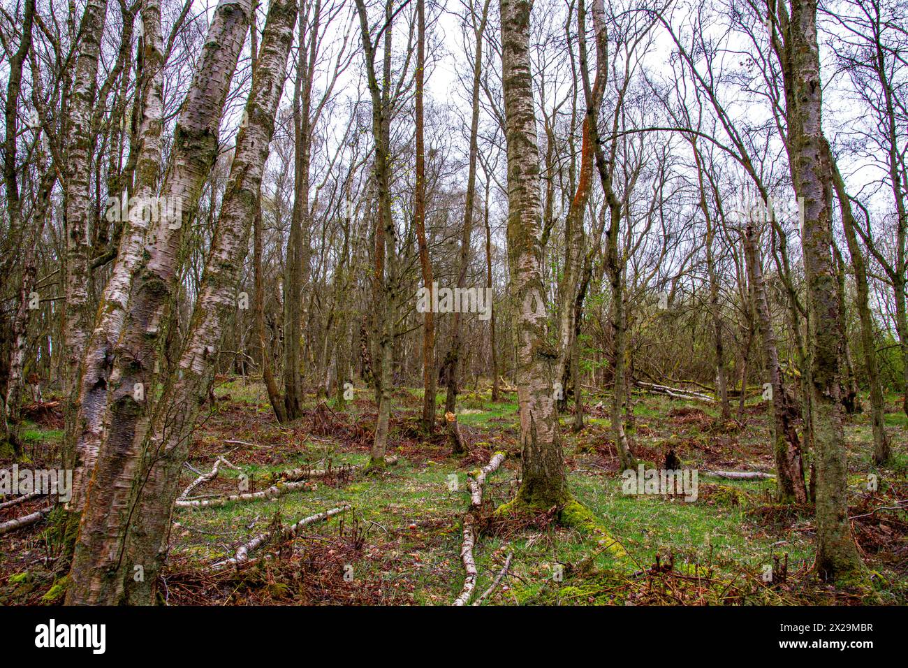 Dundee, Tayside, Écosse, Royaume-Uni. 21 avril 2024. Météo Royaume-Uni : temps de printemps nuageux et humide au Clatto Country Park Woods à Dundee, en Écosse. Ce magnifique parc de campagne avec ses arbres dispose de beaux sentiers pédestres et sentiers de la nature. Crédit : Dundee Photographics/Alamy Live News Banque D'Images