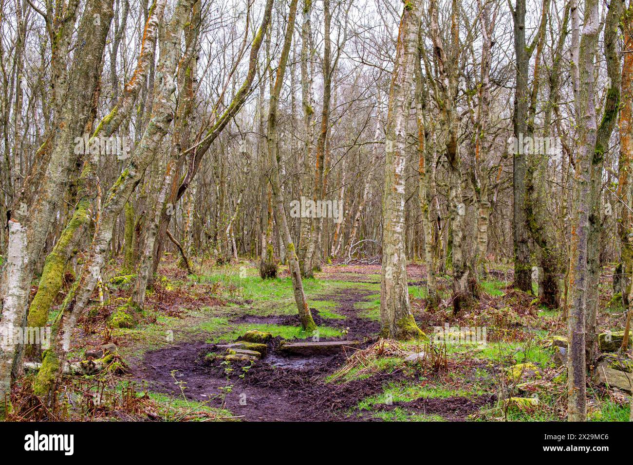 Dundee, Tayside, Écosse, Royaume-Uni. 21 avril 2024. Météo Royaume-Uni : temps de printemps nuageux et humide au Clatto Country Park Woods à Dundee, en Écosse. Ce magnifique parc de campagne avec ses arbres dispose de beaux sentiers pédestres et sentiers de la nature. Crédit : Dundee Photographics/Alamy Live News Banque D'Images