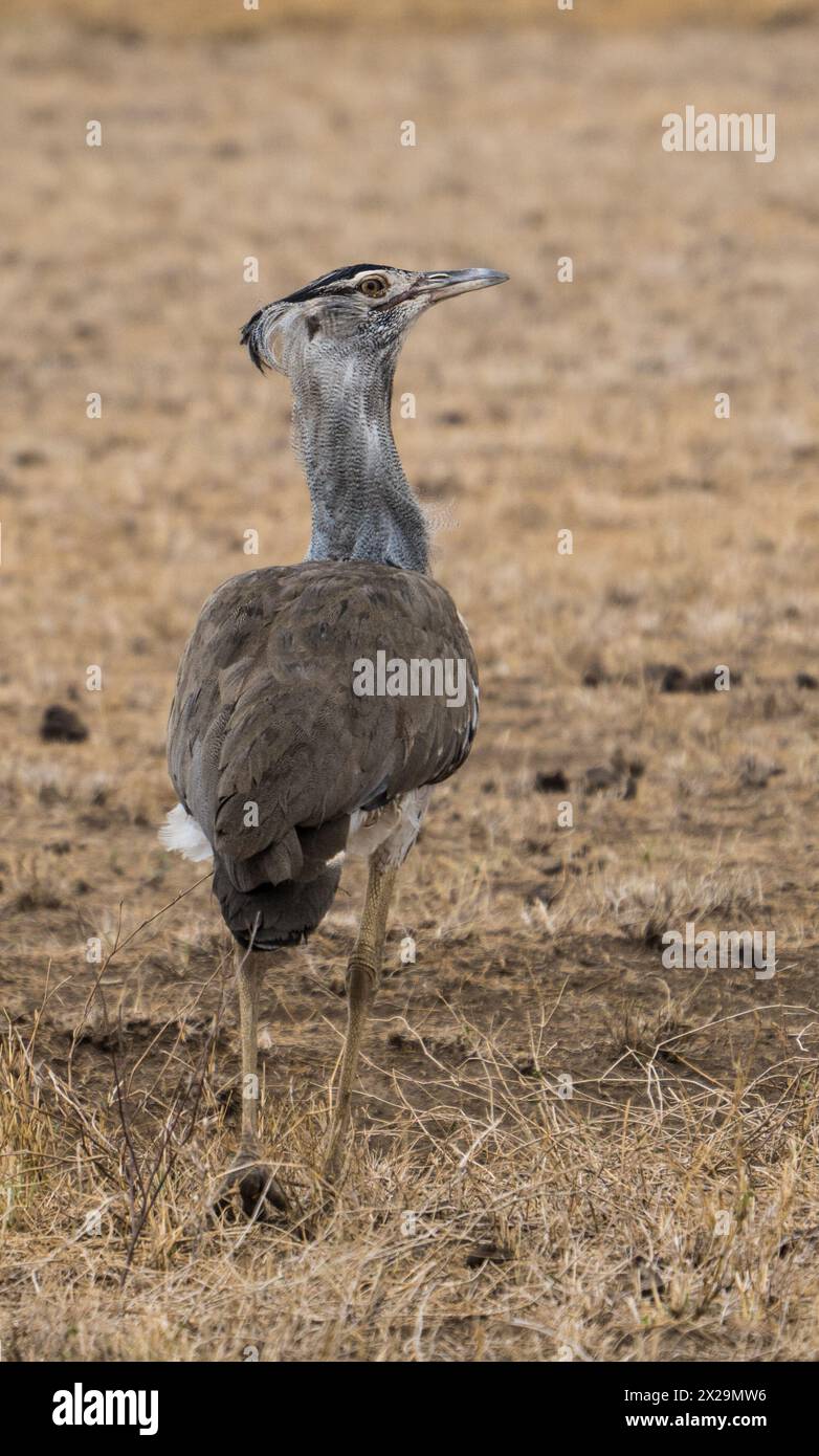 Outarde de Kori, lac Natron, Tanzanie Banque D'Images