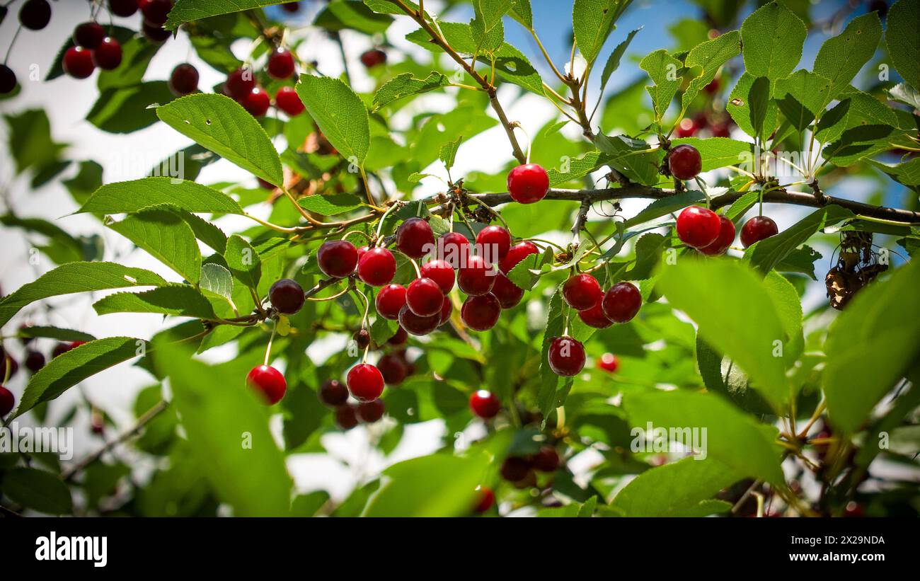 Cerisier ensoleillé chargé de cerises rouges juteuses au milieu du feuillage vert, représentant l'abondance et la fraîcheur ; parfait pour les publicités liées à la nourriture, Banque D'Images