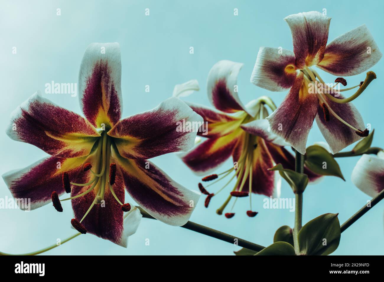 Lis en pleine floraison sur un fond de ciel bleu serein, soulignant le contraste entre les fleurs colorées et le ciel calme ; convient pour wallpap Banque D'Images