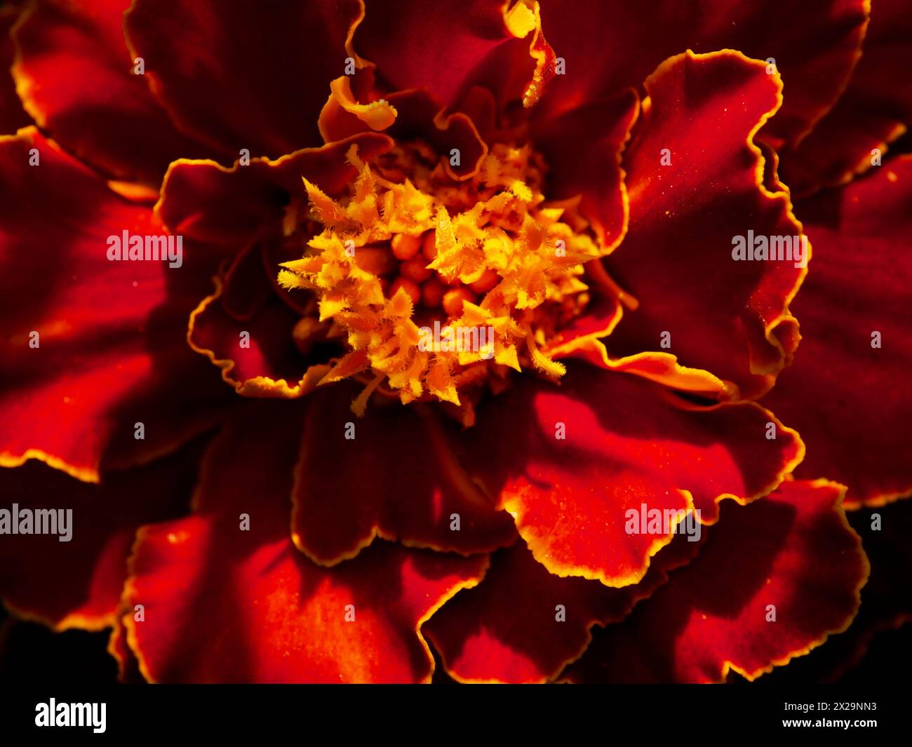 Blossoming Beauty : fleur de Marigold avec dégradé rouge-jaune ; le centre doré se distingue. Utilisations : catalogues de plantes, marketing horticole, photographie de la nature Banque D'Images