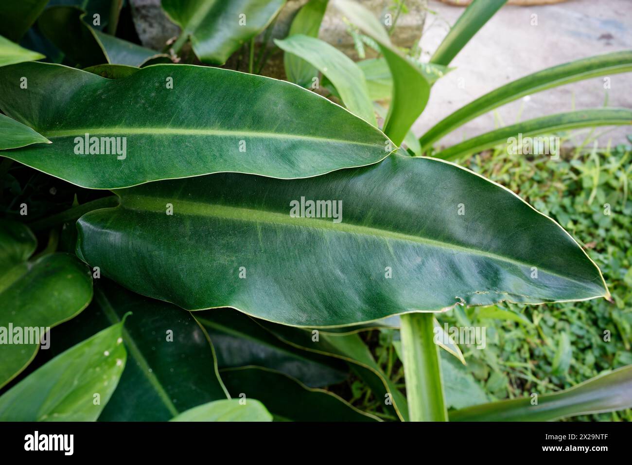 Grandes feuilles de Philodendron glaziovii Banque D'Images