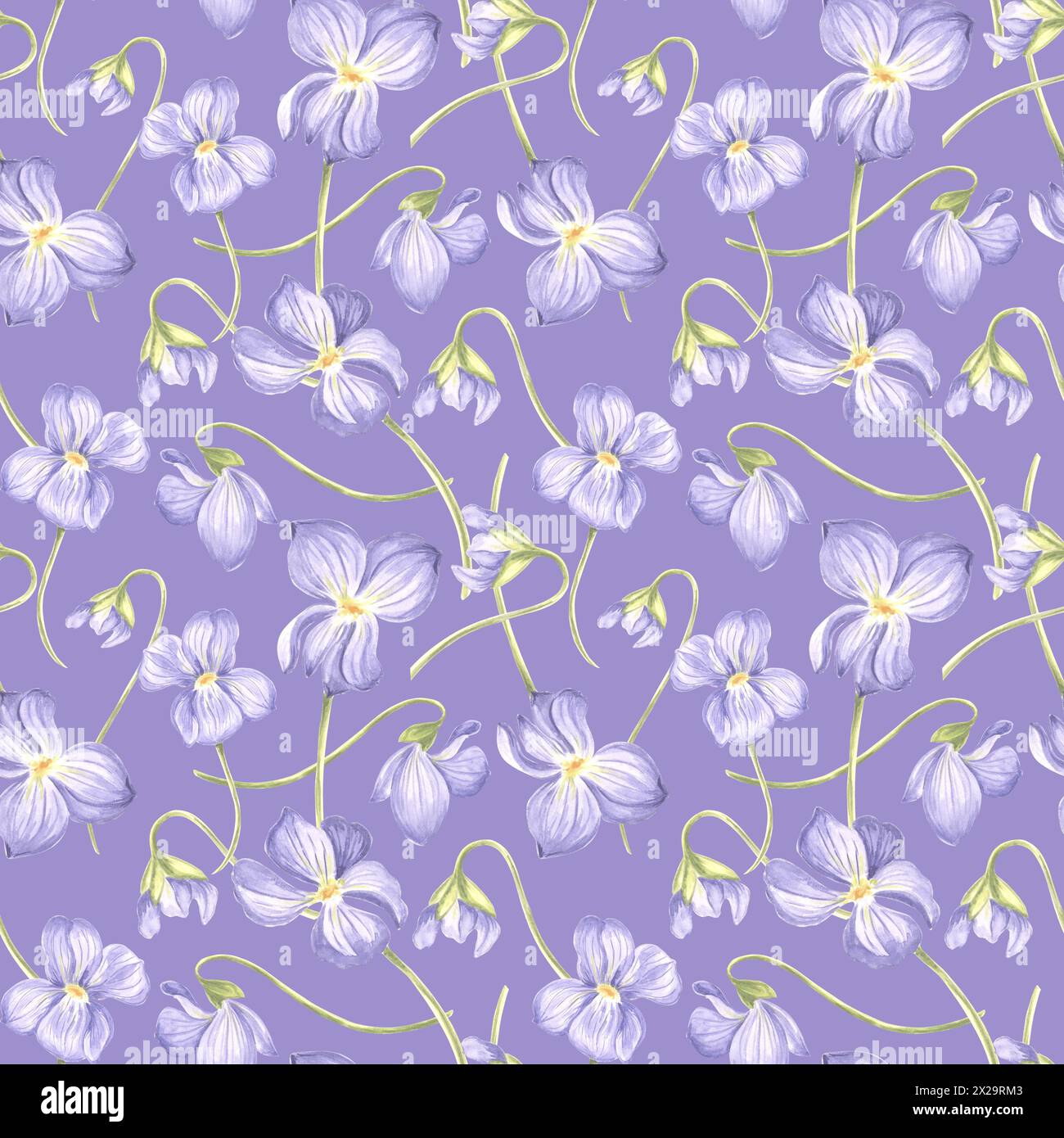 Fleurs Violet Seamless Pattern fond sombre. Couverture de jardin aquarelle. Illustration dessinée à la main Spring Blossom. Meadow Wild Viola. Botanical templat Banque D'Images