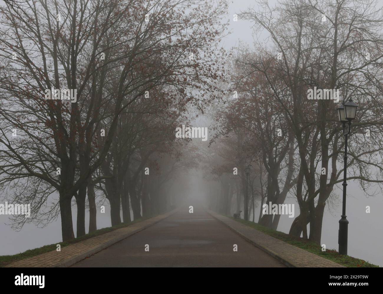 Ruelle avec de grands arbres sans feuilles pendant le brouillard. Banque D'Images