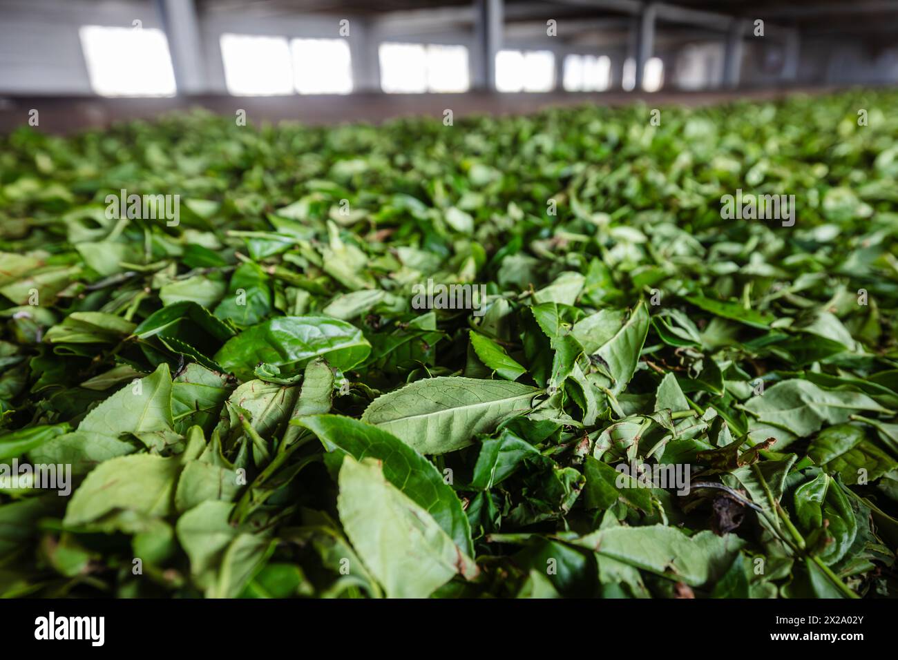 Séchage des feuilles de thé pendant le processus de production dans l'usine de thé au Sri Lanka. Banque D'Images