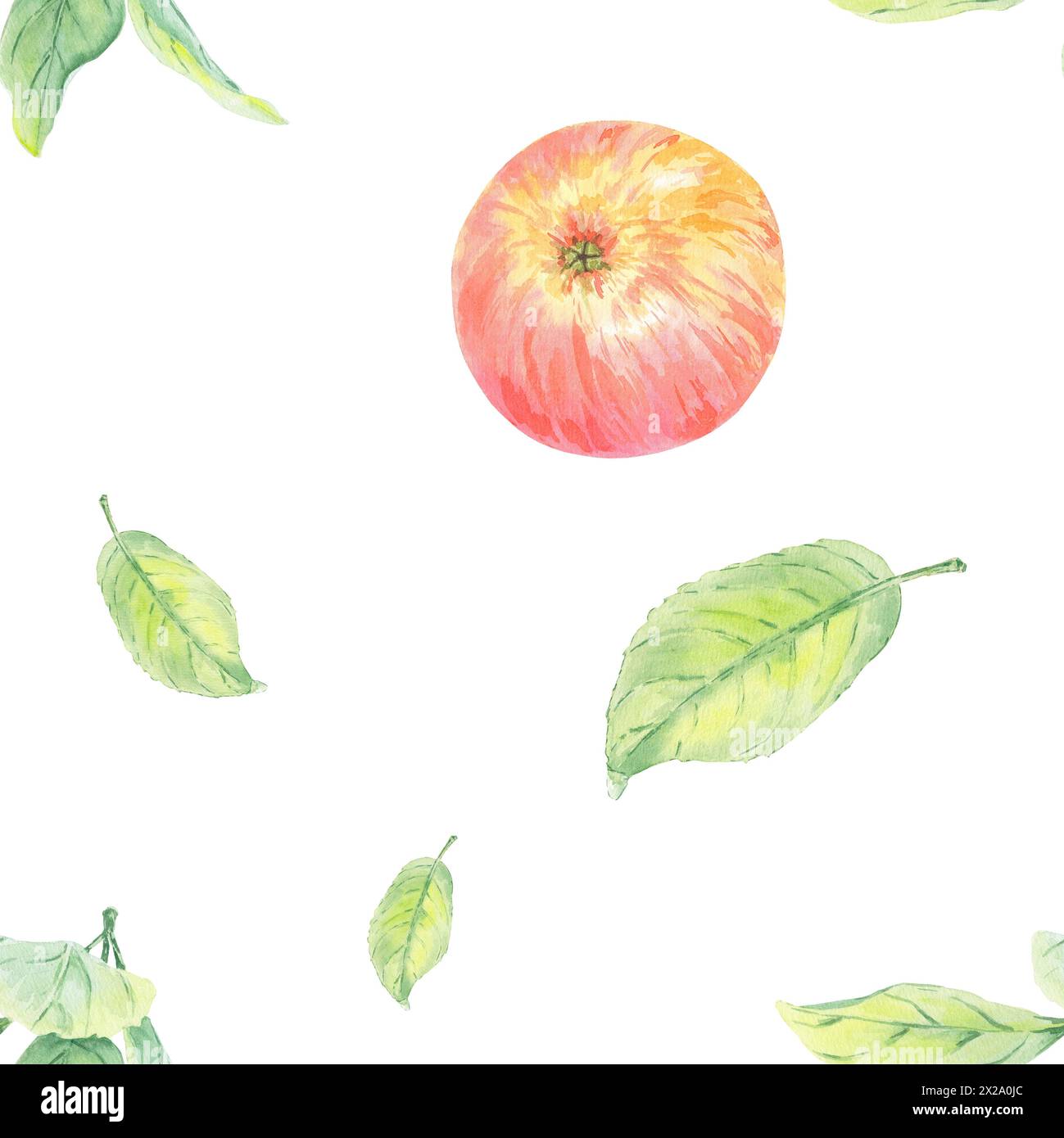 Motif aquarelle cercle de pomme sans couture avec des feuilles rouges et vertes. Illustration de nourriture peinte à la main en stile botanique sur fond blanc pour textile Banque D'Images Motif aquarelle cercle de pomme sans couture avec des feuilles rouges et vertes. Illustration de nourriture peinte à la main en stile botanique sur fond blanc pour textile Banque D'Images