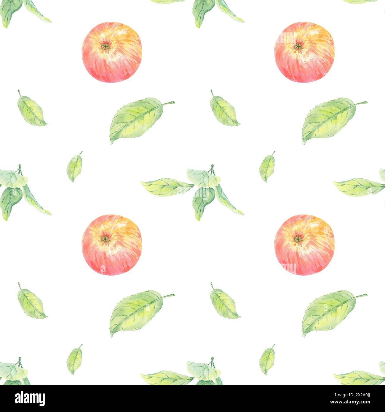 Motif aquarelle cercle de pomme sans couture avec des feuilles rouges et vertes. Illustration de nourriture peinte à la main en stile botanique sur fond blanc pour textile Banque D'Images Motif aquarelle cercle de pomme sans couture avec des feuilles rouges et vertes. Illustration de nourriture peinte à la main en stile botanique sur fond blanc pour textile Banque D'Images