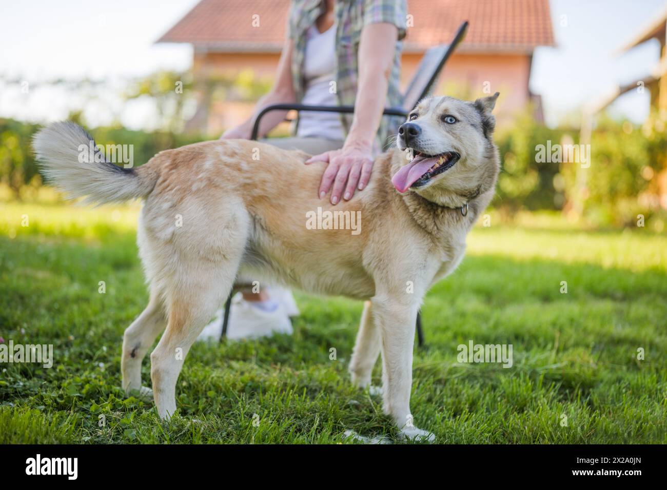 Portrait de beau chien Husky avec hétérochromie profiter dans la cour avec la femme senior son propriétaire. Banque D'Images