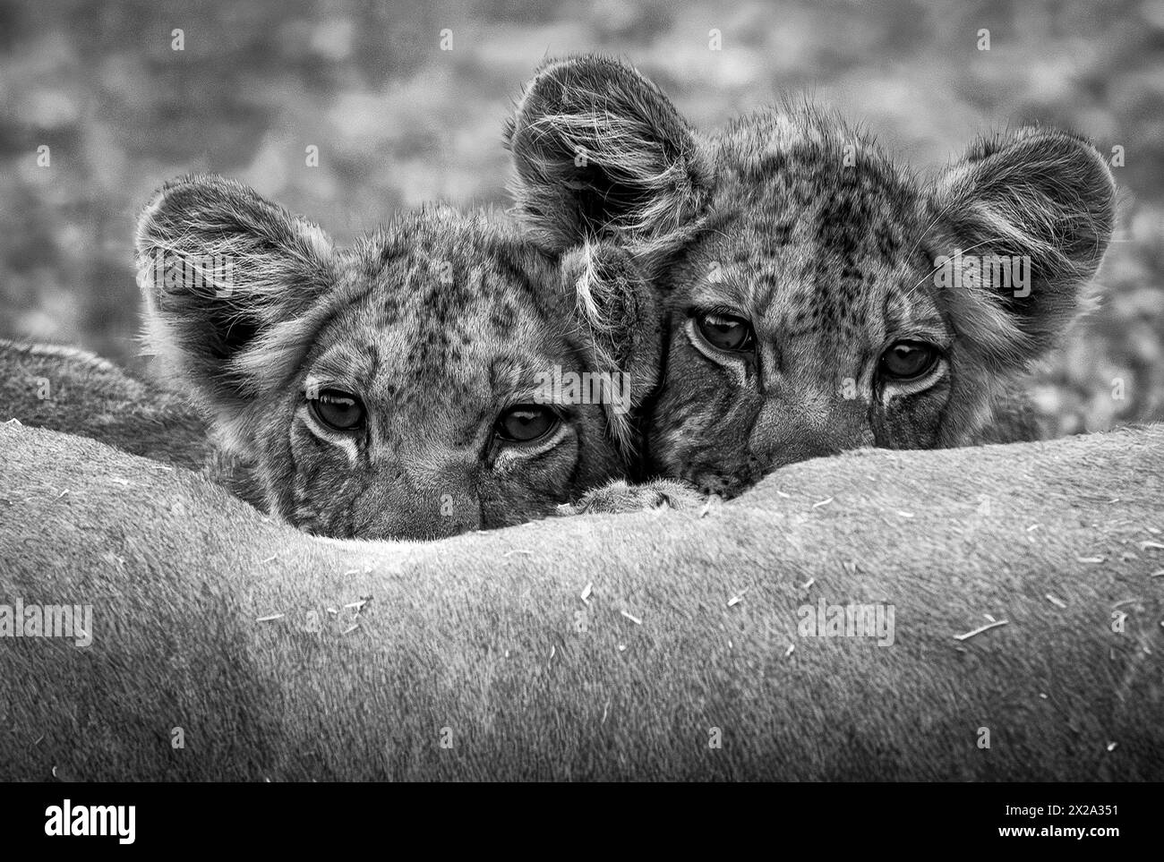 Des petits lions sont vus dans le delta de l'Okavango le 2024 janvier Banque D'Images