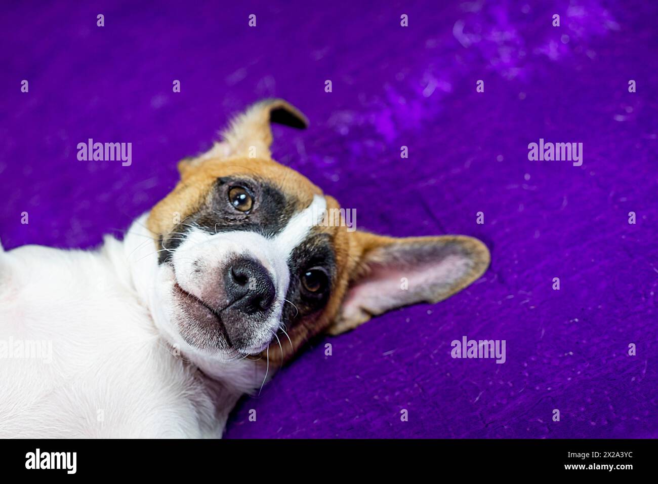 Beau visage intelligent d'un chiot Jack Russell terrier avec une couleur pâle se trouve sur le canapé Banque D'Images