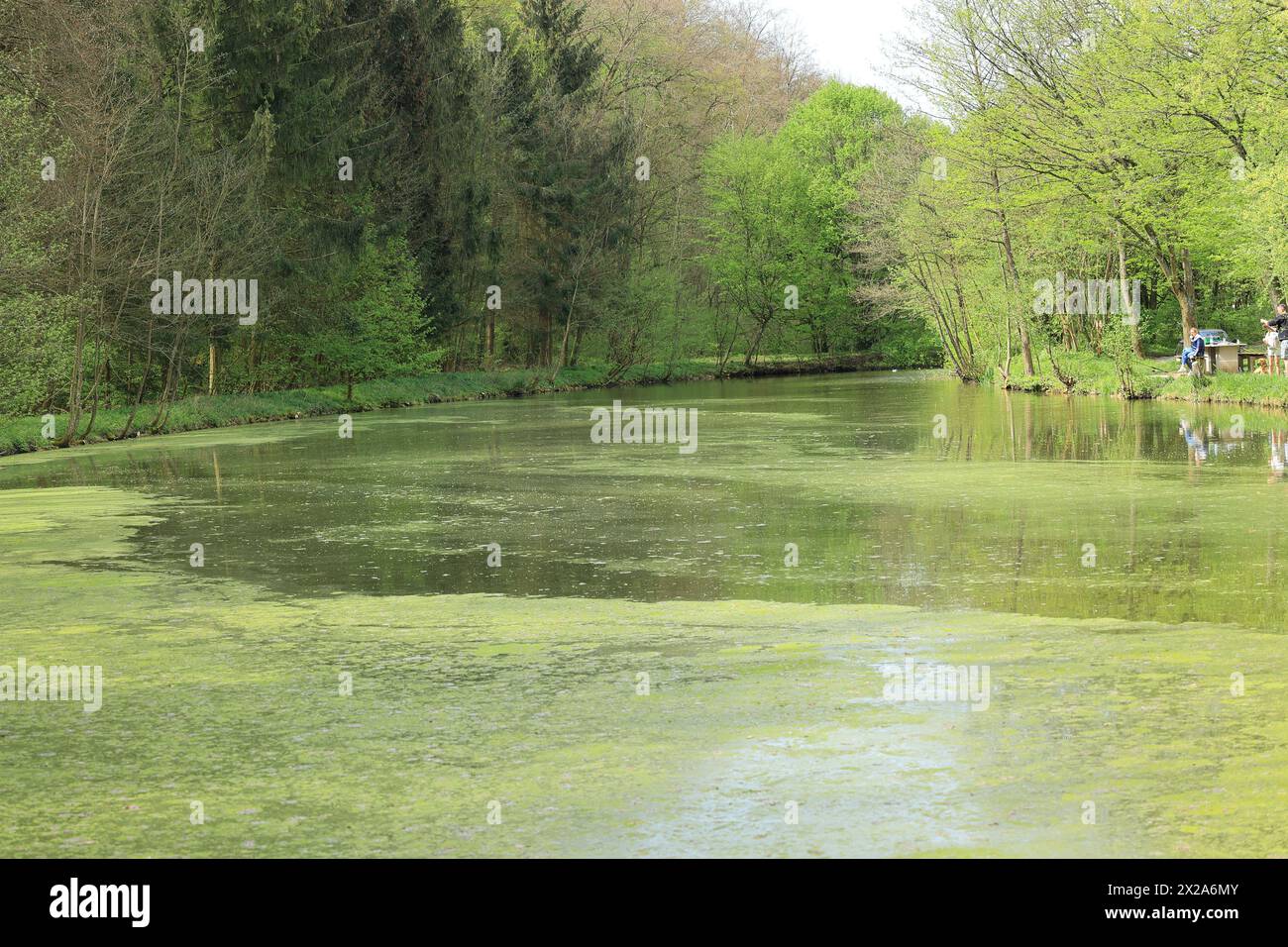 Étang de pêche à Heckengäu près de Großglattbach Banque D'Images