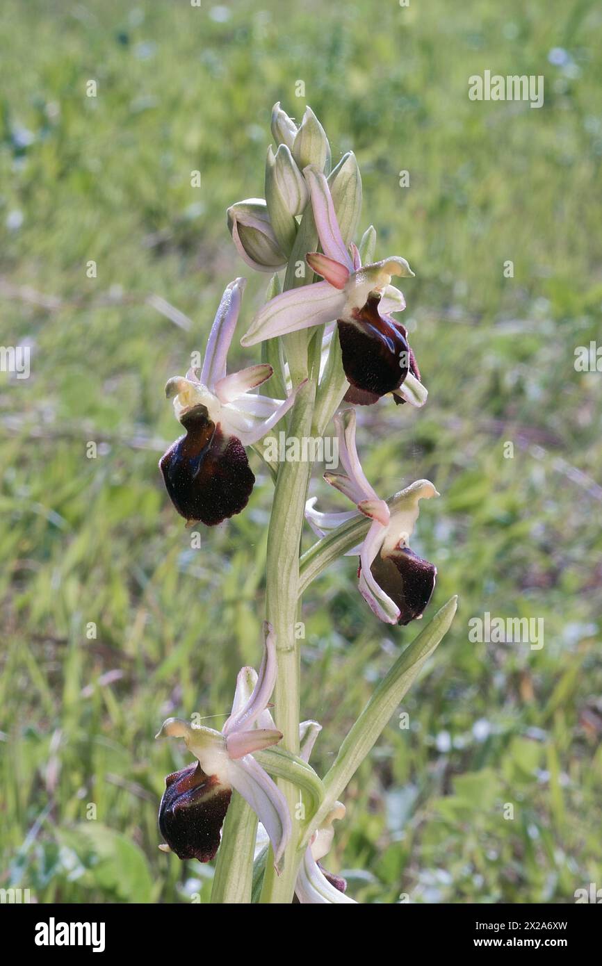 Orchidées d'abeilles de Morisi (Ophrys morisii), Orchidaceae. Herbe vivace bulbeuse, orchidée spontanée, plante sauvage. Archipel Toscane, Italie Banque D'Images