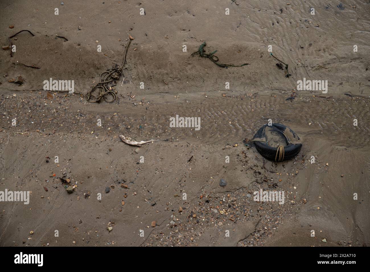 Ocean pollution bébé requin mort sur la plage de sable pneu en plastique emporté sur les côtes du Royaume-Uni, Devon Banque D'Images