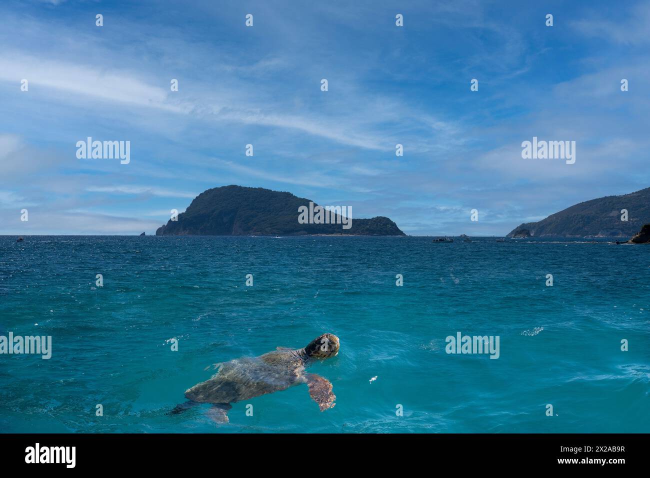 Tortue de mer caouanne repérée nageant à Marathonisi également connue sous le nom d'île de la tortue caouanne dans la baie de laganas célèbre pour l'élevage de tortues caouannes situé à Zant Banque D'Images