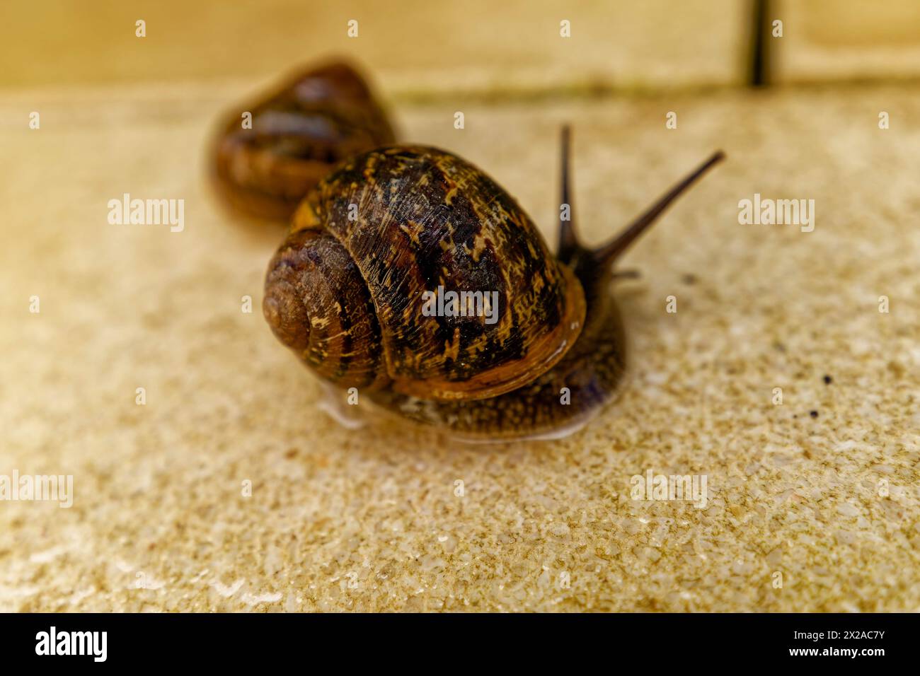 ein Schneckenpaar auf den Terrassenfliesen Banque D'Images