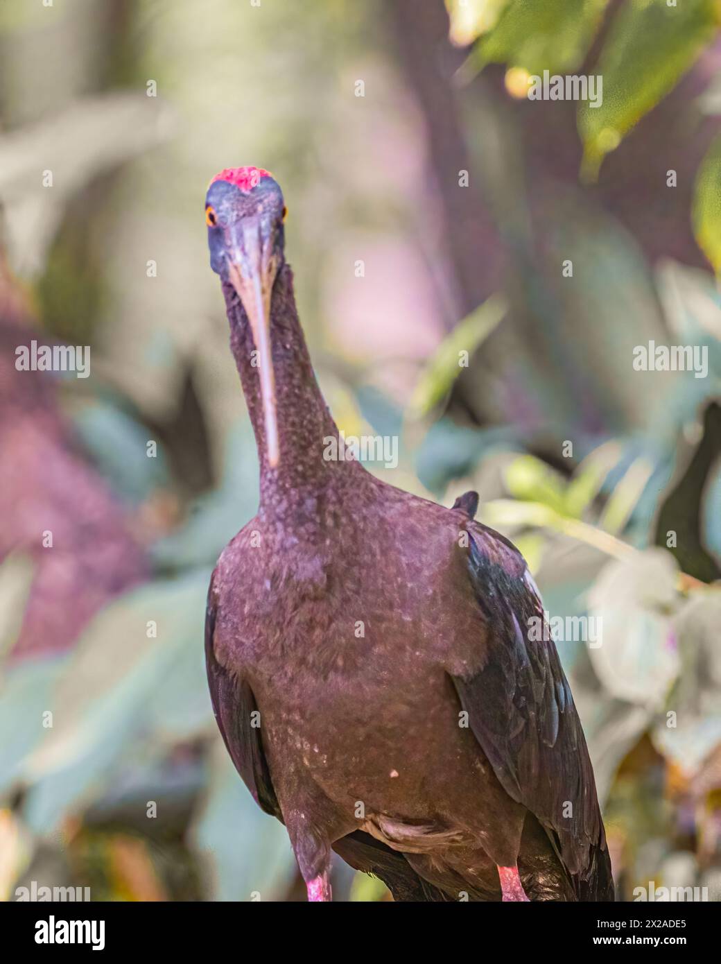 Un ibis Red Naped tête à tête Banque D'Images