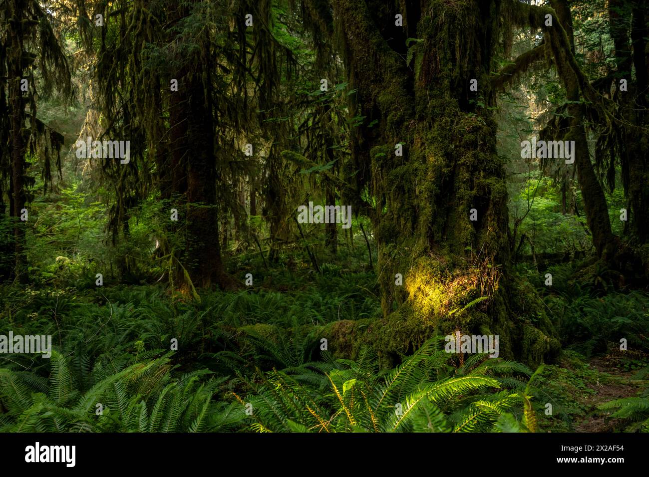 Une parcelle de mousse verte brillante prend la lumière du soleil le matin dans Dark Forest dans le parc national olympique Banque D'Images