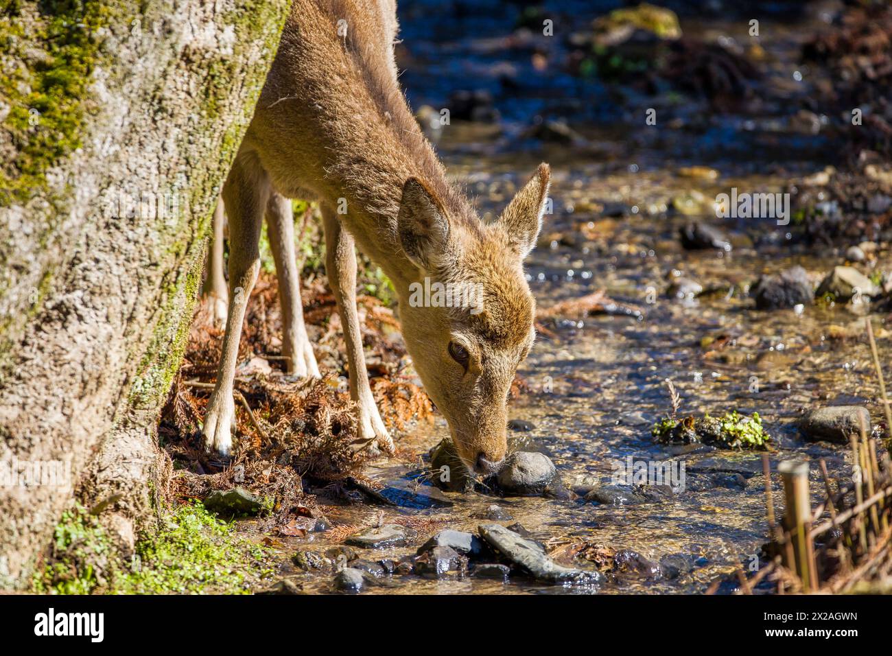 un cerf sika buvant à nara par un petit ruisseau Banque D'Images