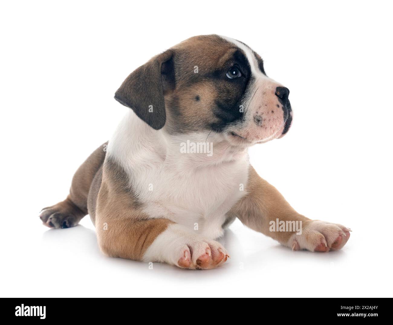 Chiot american bully in front of white background Banque D'Images