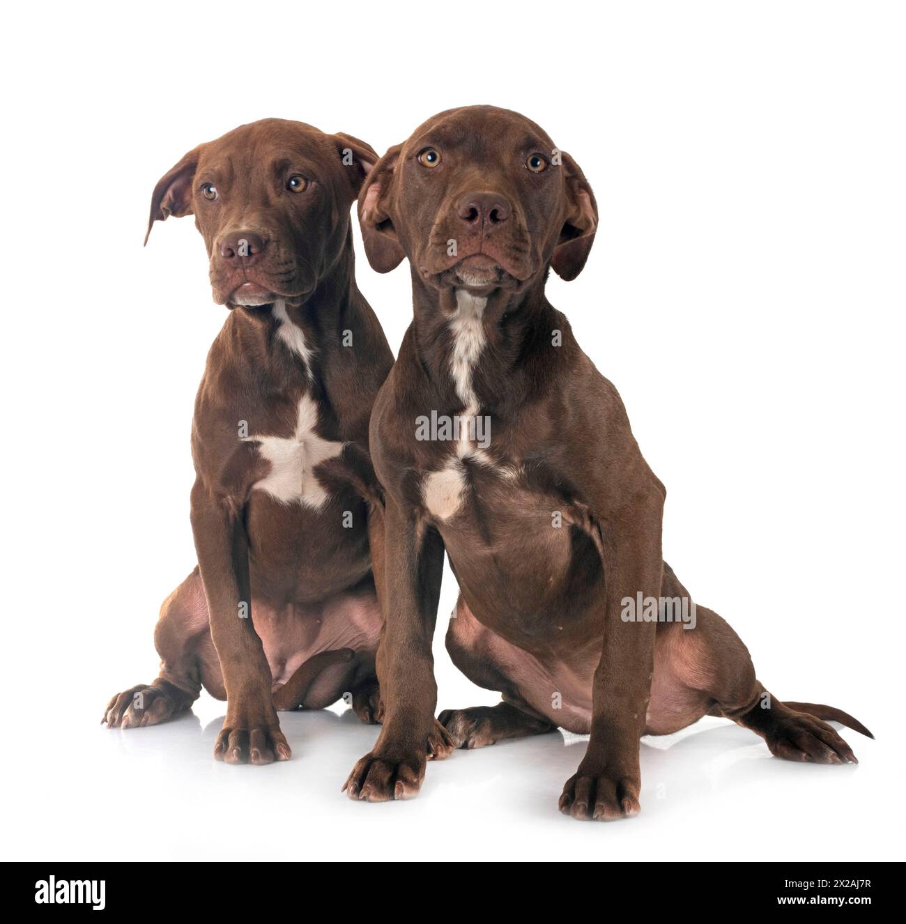 pitbull terrier américain posant devant un fond blanc Banque D'Images