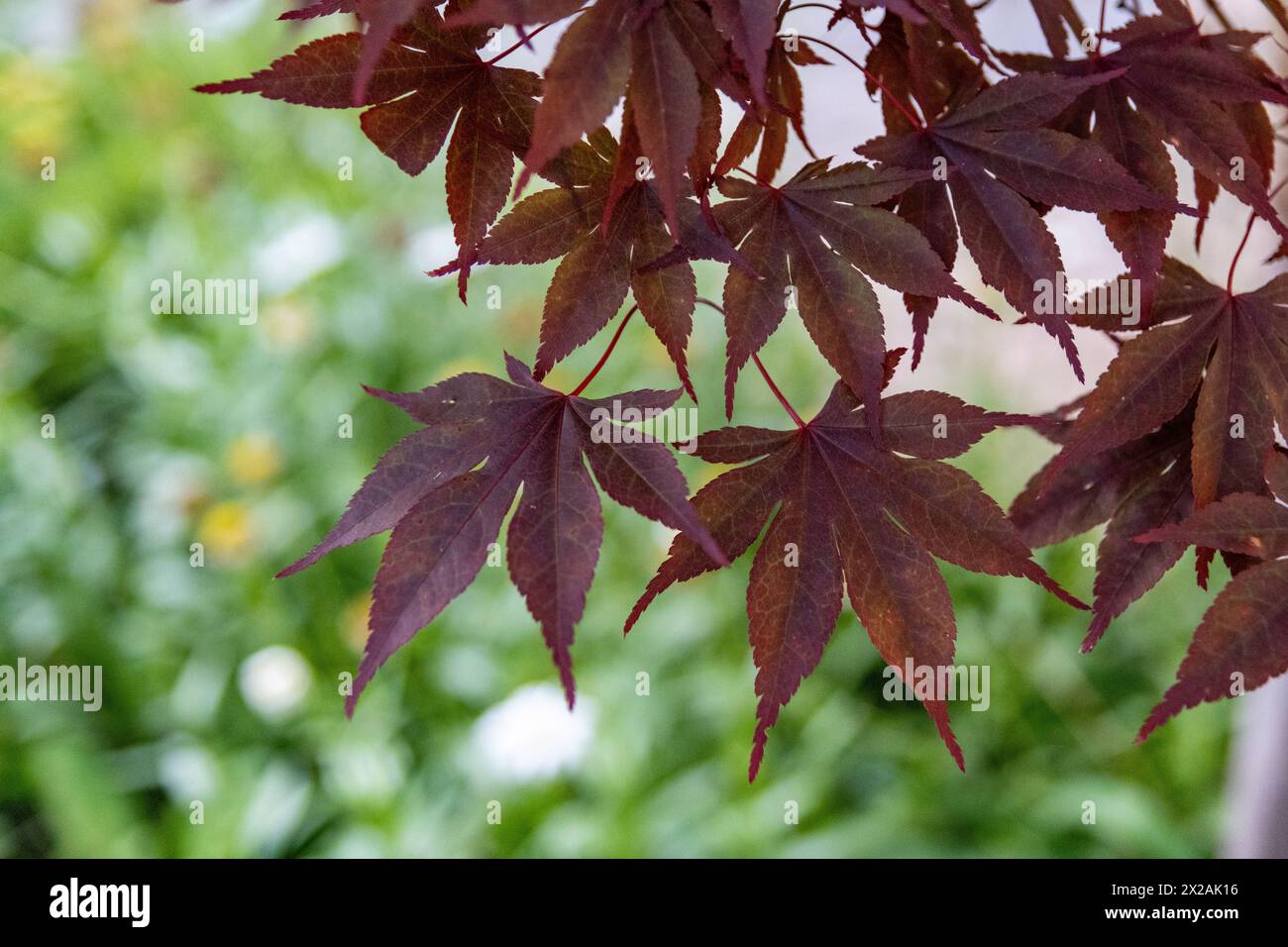 Vue rapprochée des feuilles d'érable japonais rouge foncé - Acer palmatum - bords dentelés et veines visibles - fond de feuillage vert flou. Prise à Toron Banque D'Images