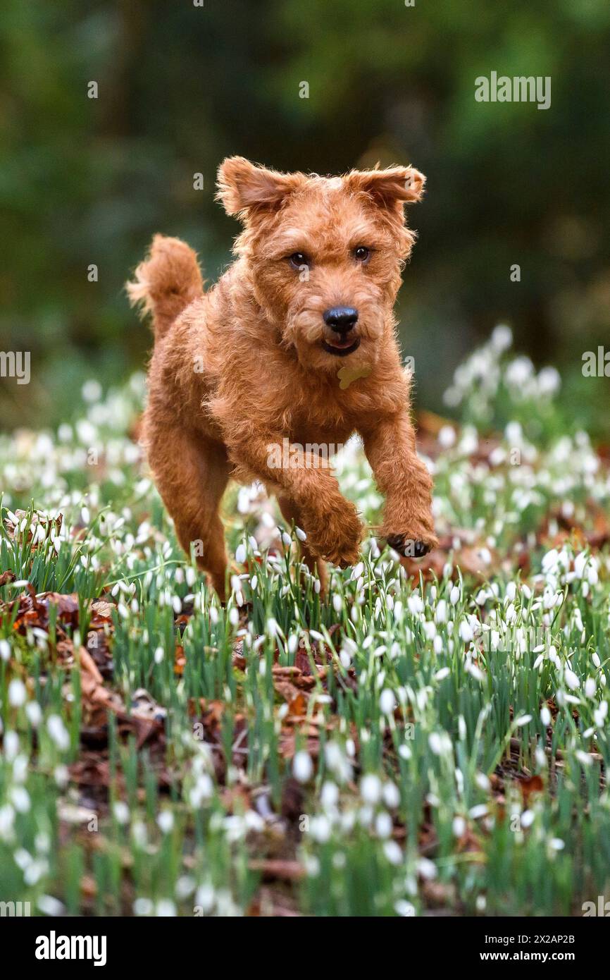 Lakeland terrier gouttes de neige Banque D'Images