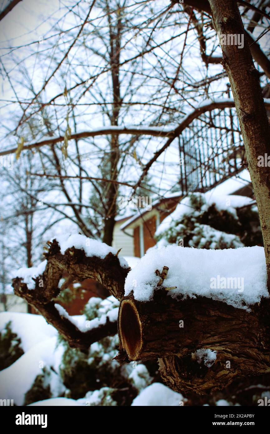 Neige tombée sur le tronc d'arbre. London, Ontario, Canada. Banque D'Images